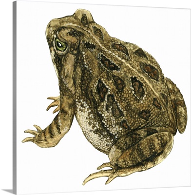 Fowler's Toad (Bufo Fowleri) Illustration