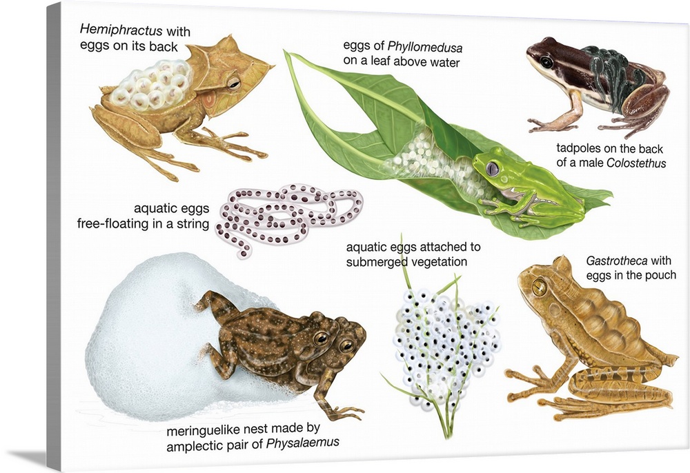 An educational poster from Encyclopaedia Britannica showing different ways frogs carry their eggs.