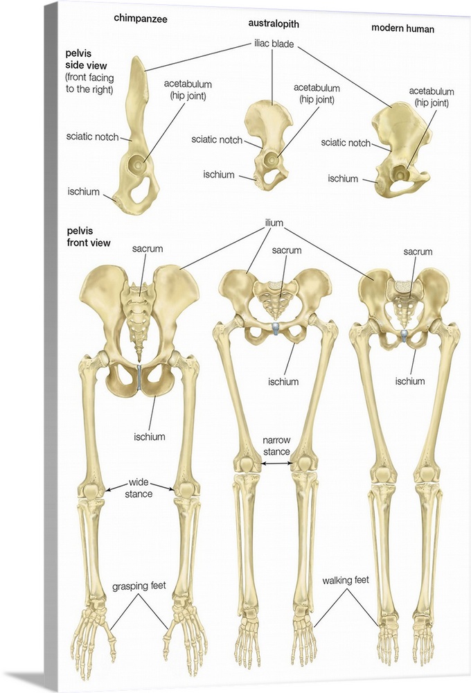 Front and side views of pelvis in chimpanzee, Australopithecus, and modern human