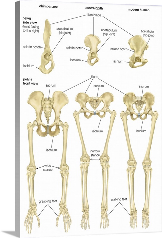 Bones of the pelvic girdle. skeletal system Wall Art, Canvas Prints, Framed  Prints, Wall Peels