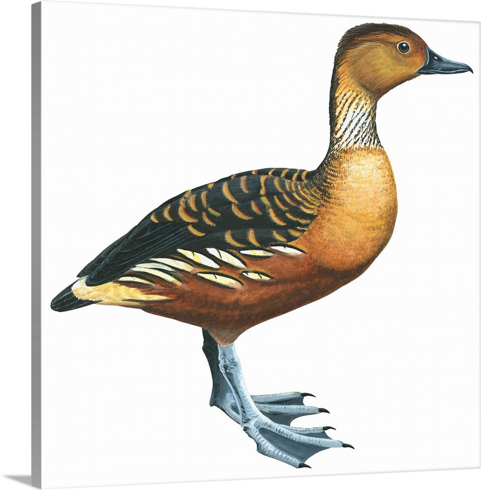 Educational illustration of the fulvous tree duck.