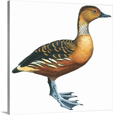 Fulvous Tree Duck (Dendrocygna Bicolor) Illustration
