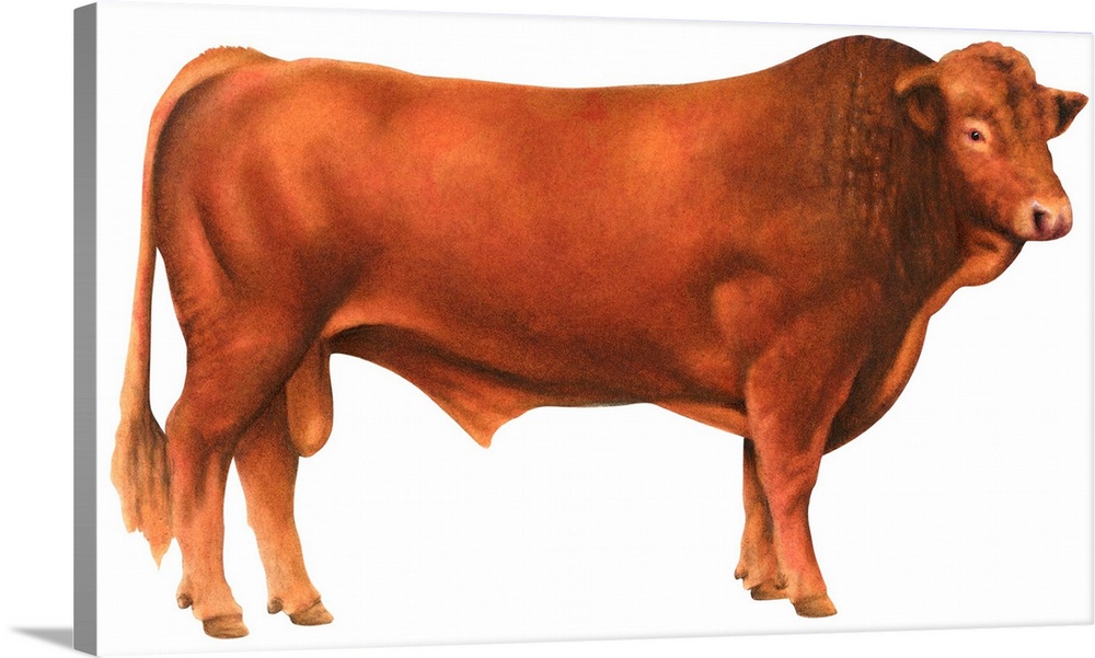 Gelbvieh Bull, Beef Cattle