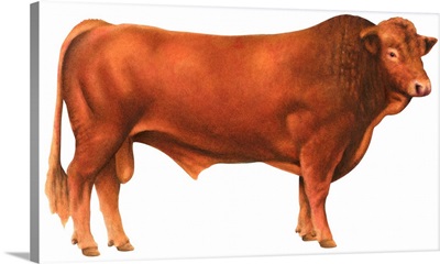 Gelbvieh Bull, Beef Cattle
