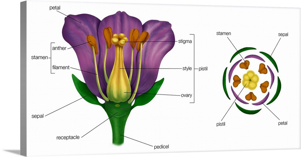 Generalized Flower. Diagram On Right Shows Arrangement Of Floral Parts In Cross Section At The Flower'S Base. Plants, Botony