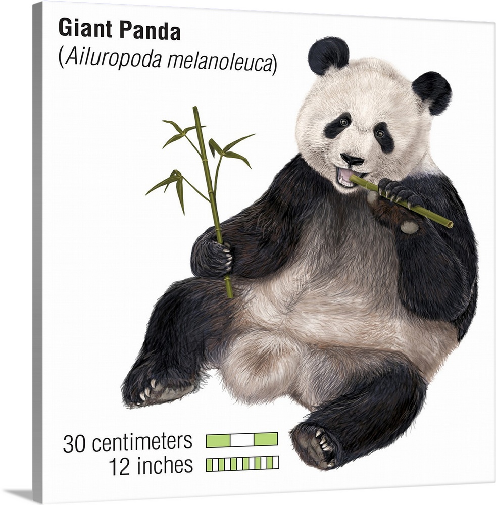An illustration from Encyclopaedia Britannica of a Giant Panda eating bamboo, showing the scale of the animal.