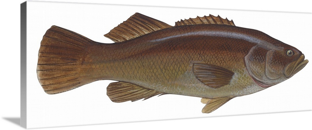 Giant Sea Bass (Stereolepsis Gigas)