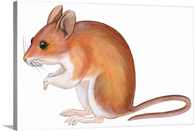 Golden Mouse (Peromyscus Nuttalli)