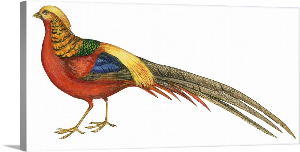 Educational illustration of the golden pheasant.