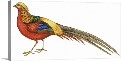 Golden Pheasant (Chrysolophus Pictus) Illustration