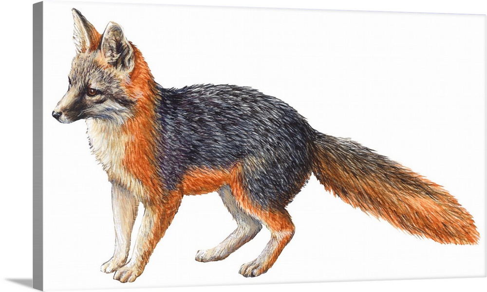 Gray Fox (Urocyon Cinereoargenteus)