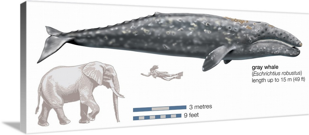 Gray Whale (Eschrichtius Robustus)