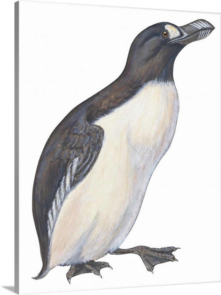 Educational illustration of the great auk.