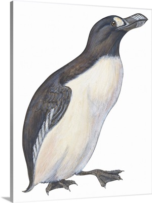 Great Auk (Pinguinnus Impennis) Illustration