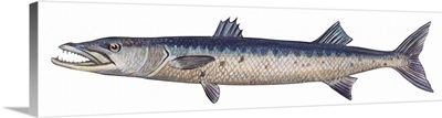 Great Barracuda (Sphyraena Barracuda)