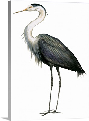 Great Blue Heron (Ardea Herodias) Illustration