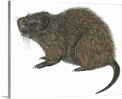 Great Cane Rat (Thryonomys Swinderianus)