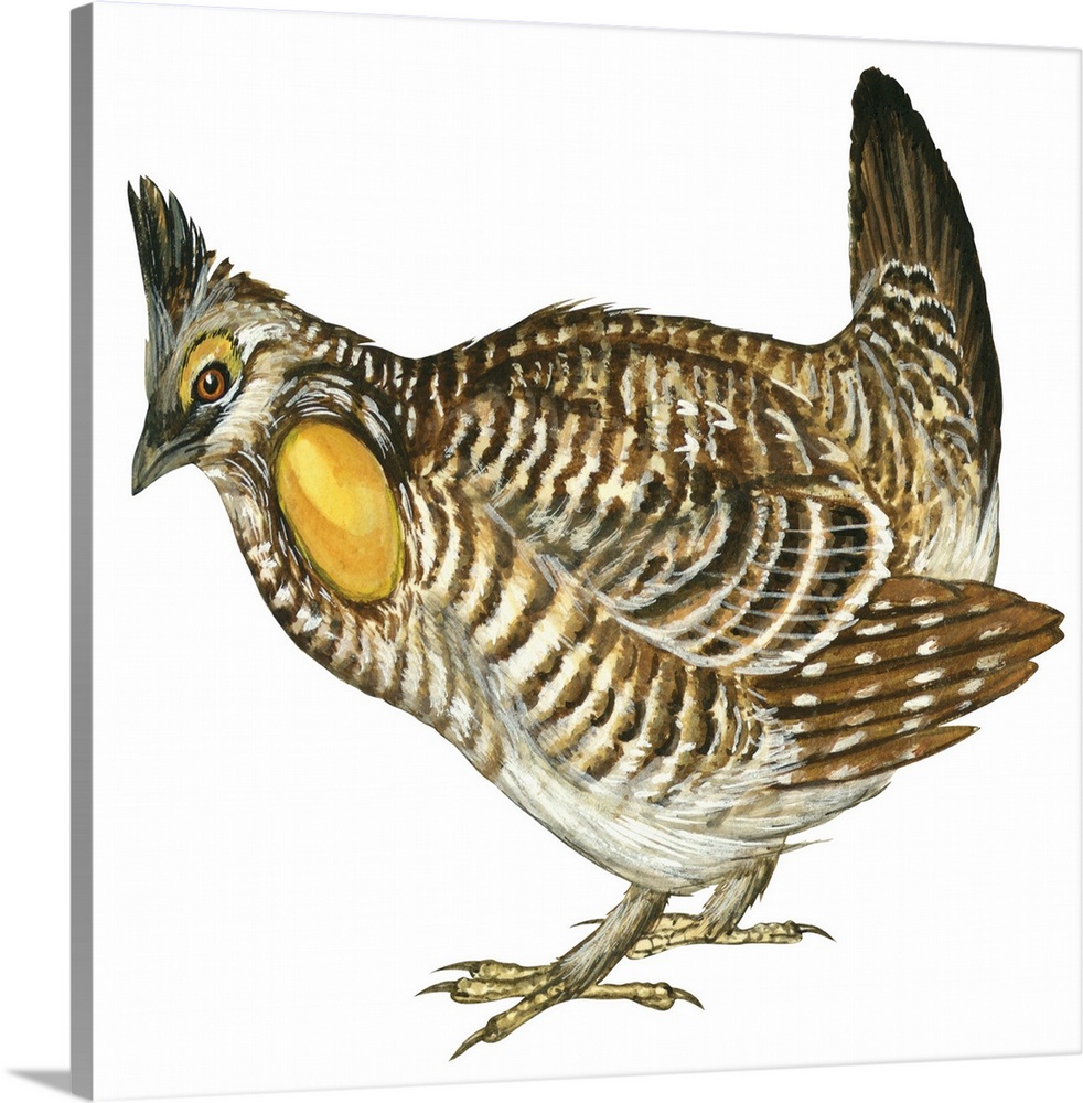 Educational illustration of the greater prairie chicken.