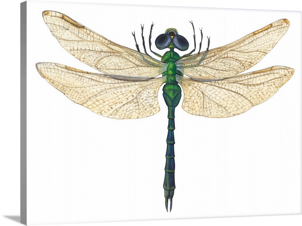 Green Darner Dragonfly (Anax Junius)