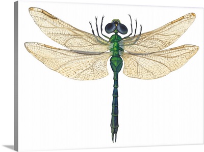 Green Darner Dragonfly (Anax Junius)