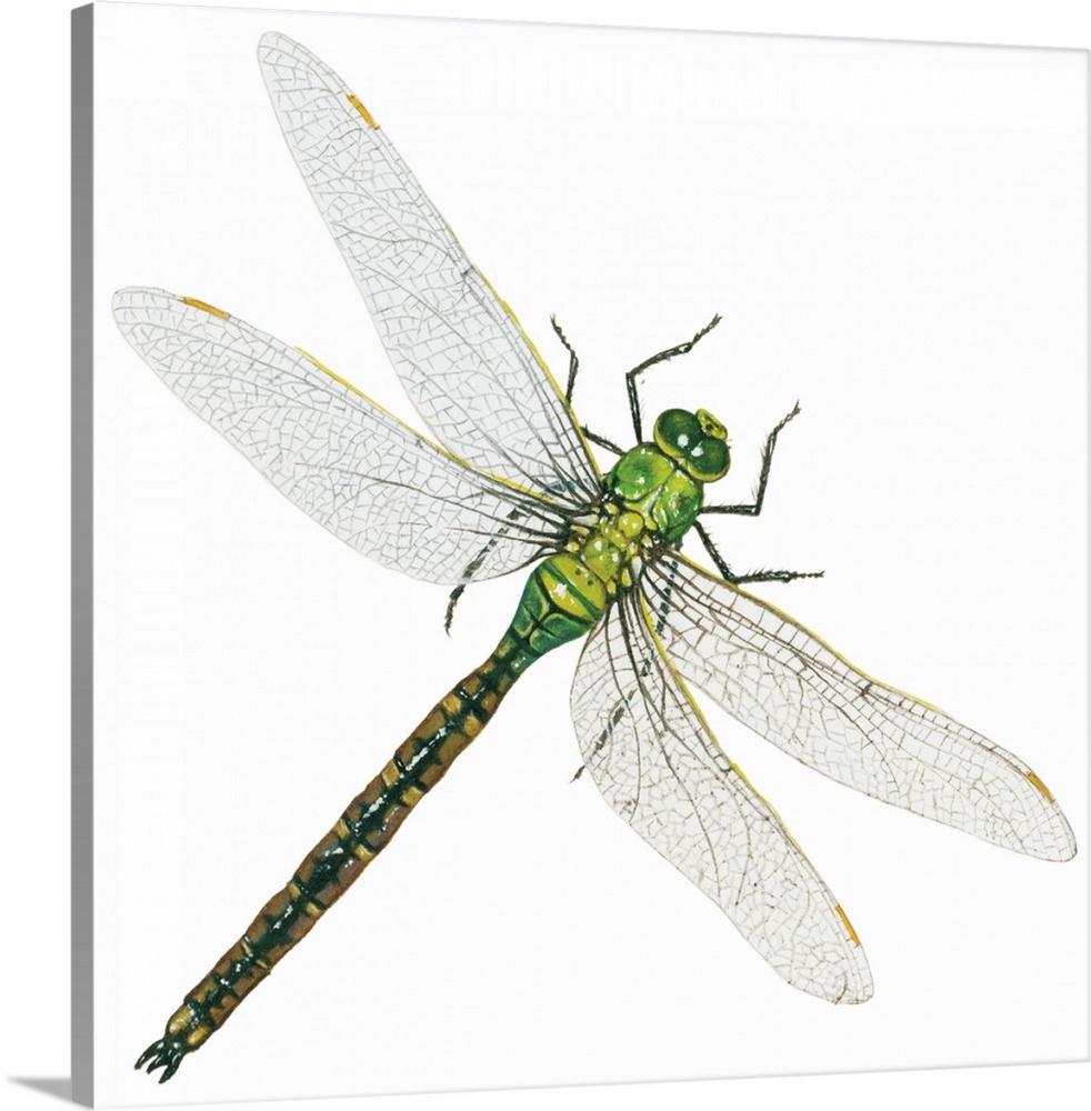 Green Darner - Female (Anax Junius), Dragonfly