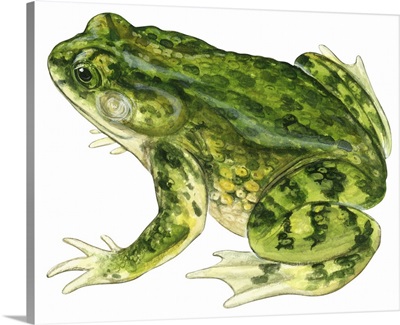 Green Toad (Bufo Debilis) Illustration
