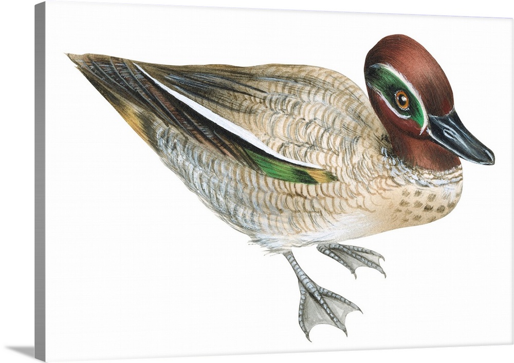 Educational illustration of the green winged-teal.