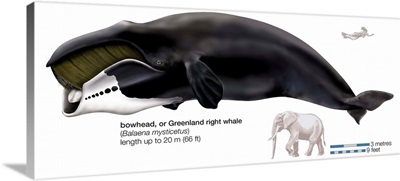 Greenland Right Whale Or Bowhead (Balaena Mysticetus)