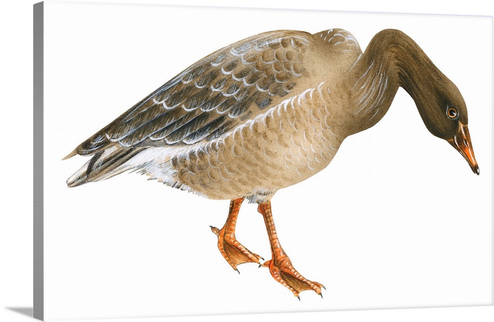 Educational illustration of the greylag goose.