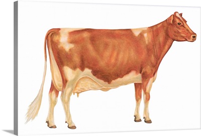 Guernsey Cow, Dairy Cattle