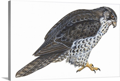 Gyrfalcon (Falco Rusticolus) Illustration
