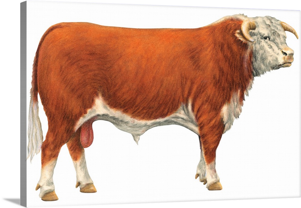 Hereford Bull, Beef Cattle
