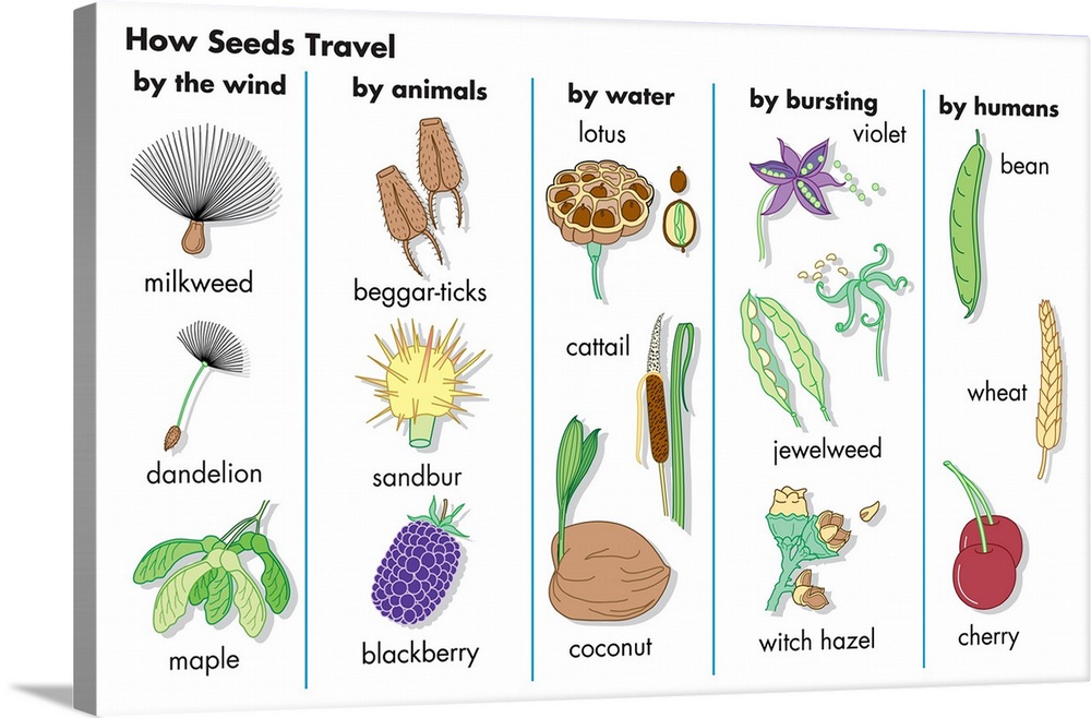 An educational poster from Encyclopaedia Britannica showing the various ways seeds are spread.