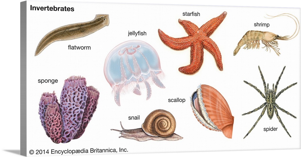 An educational poster from Encyclopaedia Britannica showing the different types of invertebrates, animals without spines.