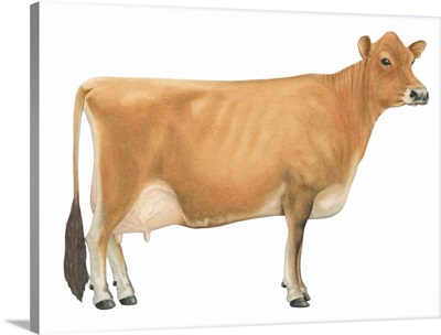 Jersey Cow, Dairy Cattle