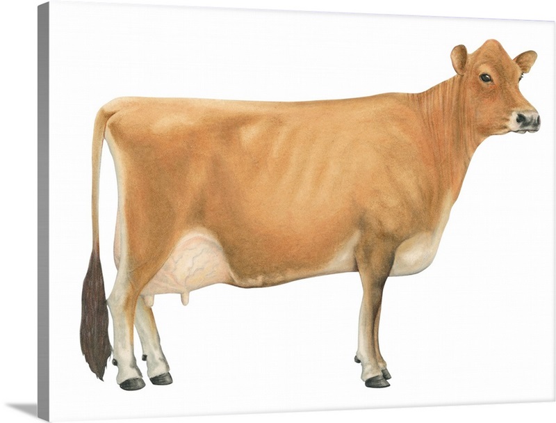 Cows Jersey Cow Jersey Cow Art Print Jersey Dairy Cow 