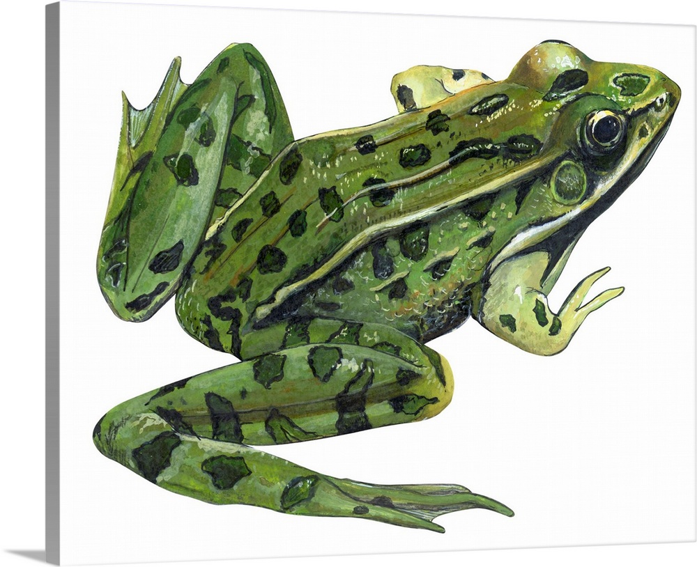 Educational illustration of the leopard frog.