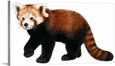 Lesser Panda (Aelurus Fulgens)