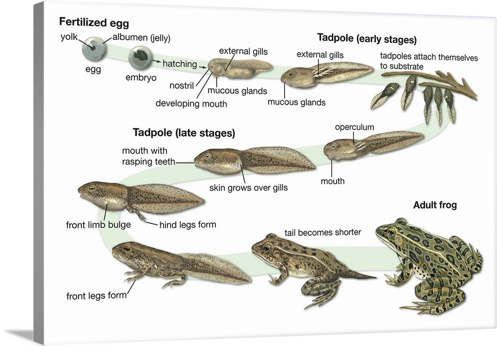 An educational poster from Encyclopaedia Britannica of the lifecycle of a frog.