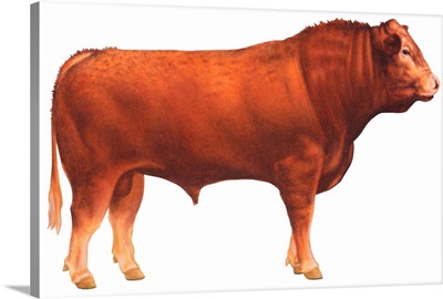Limousin Bull, Beef Cattle