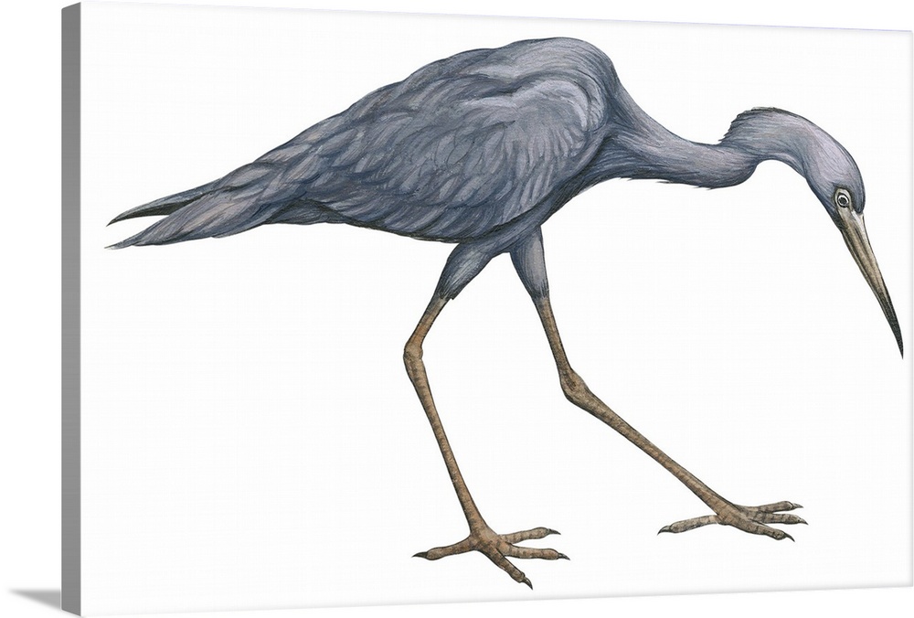 Educational illustration of the little blue heron.