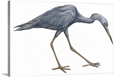 Little Blue Heron (Egretta Caerulea) Illustration