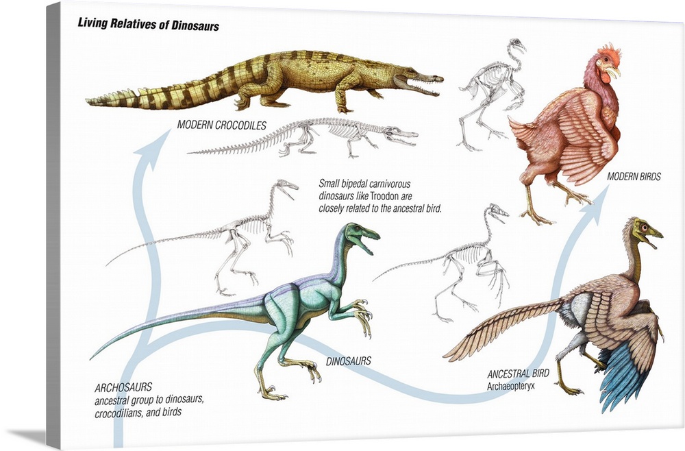 An educational poster from Encyclopaedia Britannica showing how birds and modern reptiles are descendants of dinosaurs.