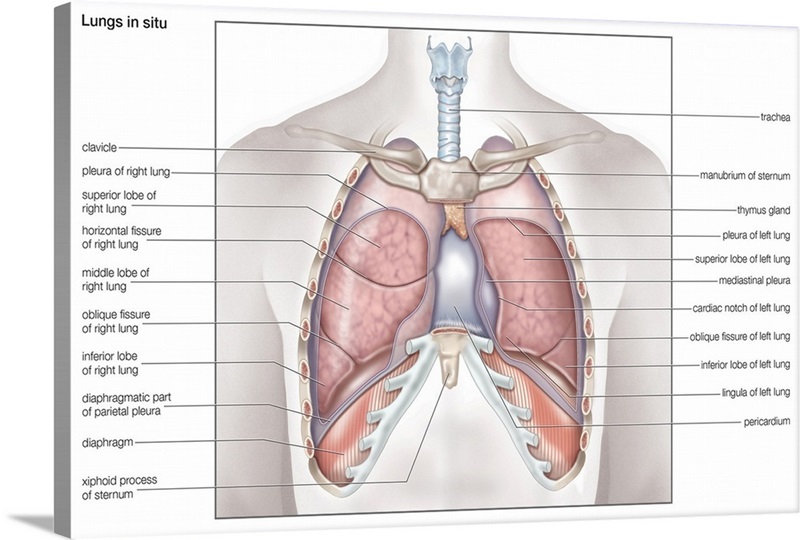 Lungs in situ - anterior view. respiratory system Wall Art, Canvas ...