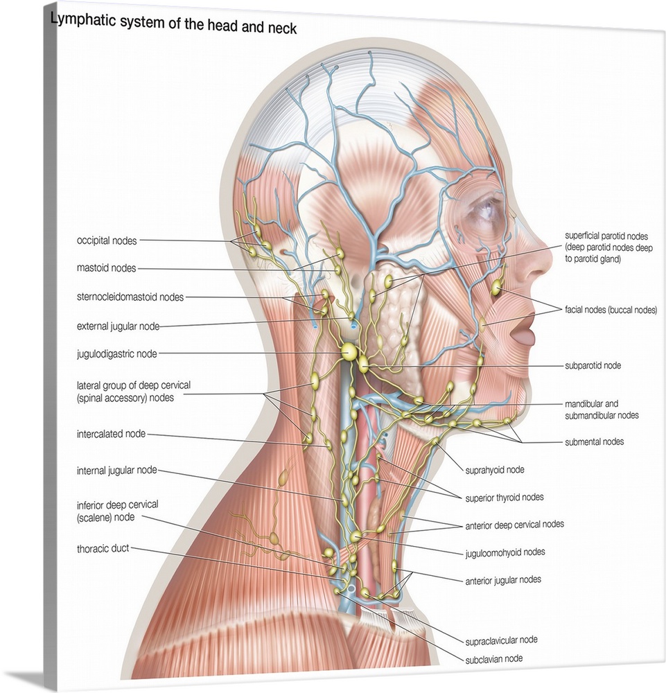 Lymphatic system of the head and neck