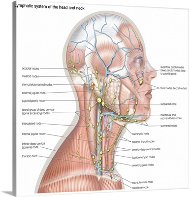 Lymphatic system of the head and neck