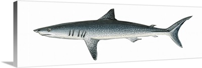 Mako Shark (Isurus Oxyrinchus)
