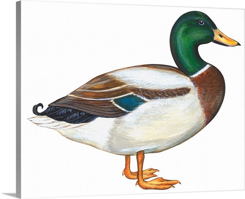 Mallard (Anas Platyrhynchos) Illustration Wall Art, Canvas Prints