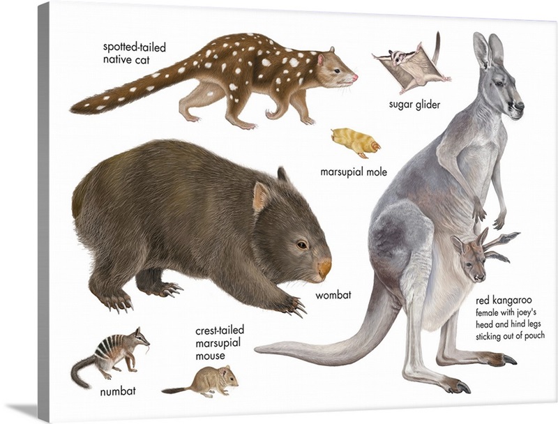 Marsupials | Great Big Canvas