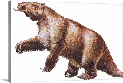Megatherium, Extinct Ground Sloth
